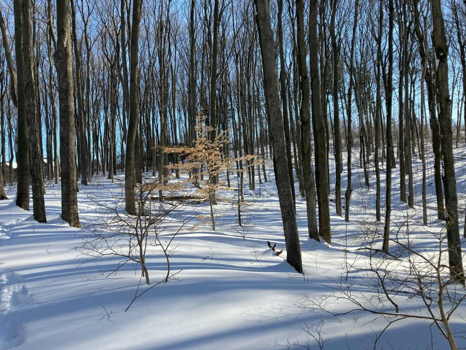 Beaver Lodge Trail Entrance in Lenox, MA | State & County Explorer Demo