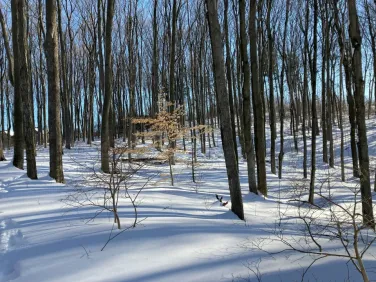 Bellows Pipe Trail, Adams, MA