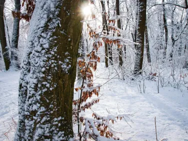 Tulip Tree Trail, Sheffield, MA