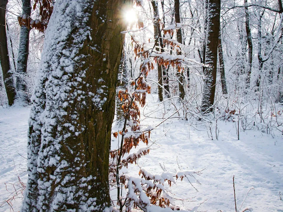 Tulip Tree Trail in Sheffield, MA | State & County Explorer Demo